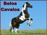 Belos Cavalos