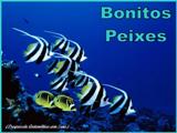 Bonitos Peixes