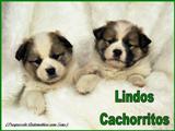Lindos Cachorritos