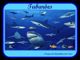 Tubarões